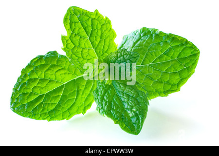 Feuille de menthe, isolé sur blanc, avec des ombres naturelles. Banque D'Images