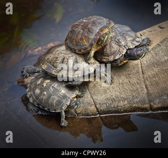 Un groupe de pèlerins de tortues à oreilles rouges, Trachemys scripta elegans Banque D'Images