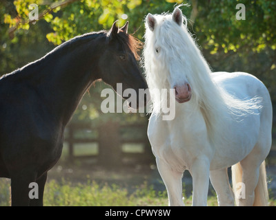 Poulain frison et Américain Draft Horse stallion Banque D'Images
