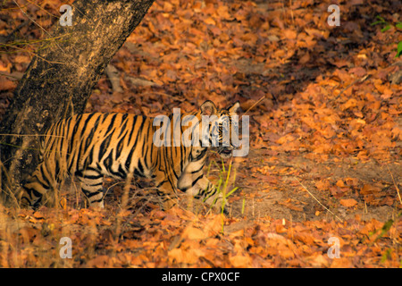 Cub d'une tigresse appelée Kankati traversent la route à Siddh Baba meadows dans la Réserve de tigres de Bandhavgarh. Banque D'Images