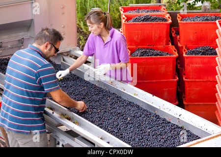 Les raisins mûrs, Sangiovese Brunello, récoltés au wine domaine de la Fornace à Montalcino en Val D'Orcia, Toscane, Italie Banque D'Images