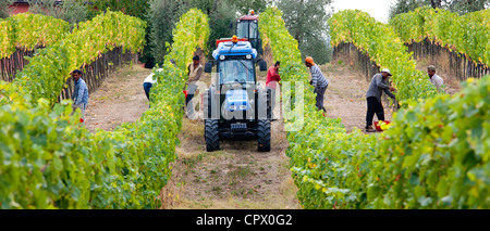 Les raisins mûrs, Sangiovese Brunello, poussant sur la vigne à wine estate de la Fornace à Montalcino en Val D'Orcia, Toscane, Italie Banque D'Images