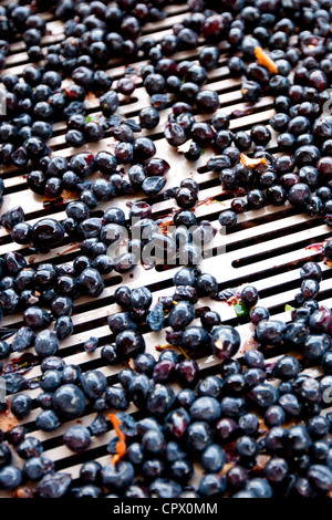 Les raisins mûrs, Sangiovese Brunello, triés sur la courroie du convoyeur à Wine Estate La Fornace à Montalcino en Val D'Orcia, Toscane, Italie Banque D'Images