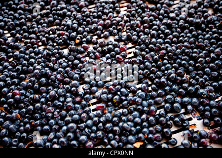 Les raisins mûrs, Sangiovese Brunello, triés sur la courroie du convoyeur à Wine Estate La Fornace à Montalcino en Val D'Orcia, Toscane, Italie Banque D'Images