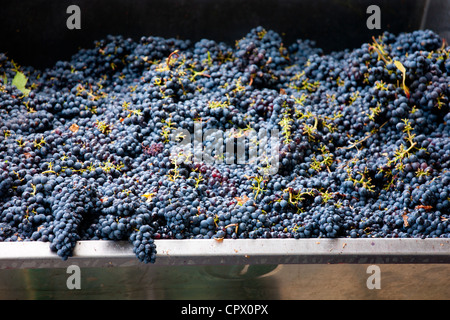 Brunello mûrs grappes de raisin Sangiovese récolte à Wine Estate La Fornace à Montalcino en Val D'Orcia, Toscane, Italie Banque D'Images