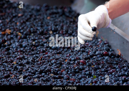 Les raisins mûrs, Sangiovese Brunello, d'être triés à la récolte à Wine Estate La Fornace à Montalcino en Val D'Orcia, Toscane, Italie Banque D'Images