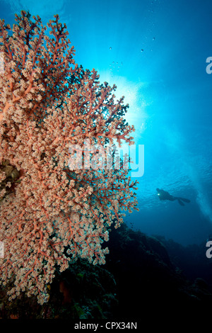 Gorgones et Scuba Diver Banque D'Images