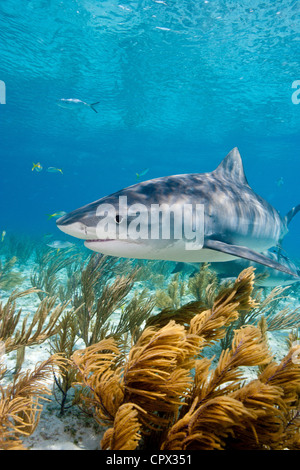 Requin tigre sur le prowl Banque D'Images