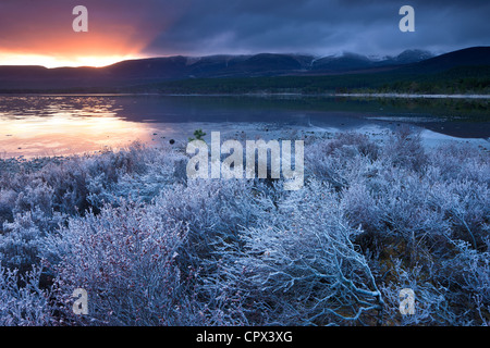 Le Loch Morlich et les Cairngorms à l'aube, Badenoch et Strathspey, Ecosse Banque D'Images