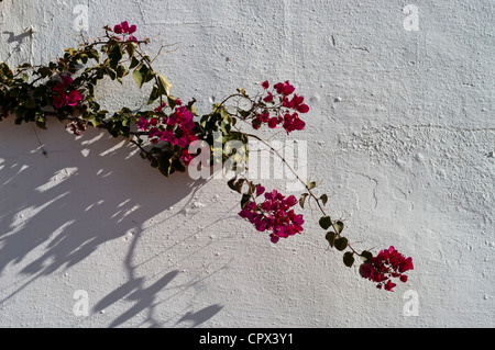 Fleurs Magenta Bouganvillia contre un mur blanc Banque D'Images