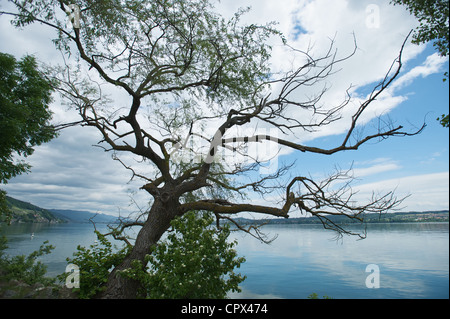 Le Lac de Bienne dans Stwitzerland. Nuages et un vieil arbre flottant sur un lac calme Banque D'Images