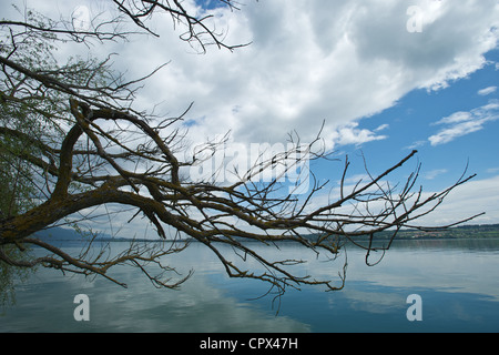 Le Lac de Bienne dans Stwitzerland. Nuages et un vieil arbre flottant sur un lac calme Banque D'Images