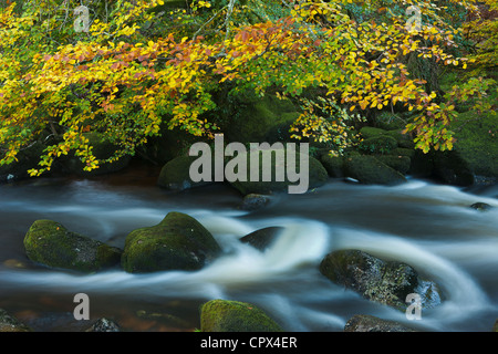 Couleurs d'automne le long de la rivière Dart, Dartmoor, dans le Devon, England, UK Banque D'Images