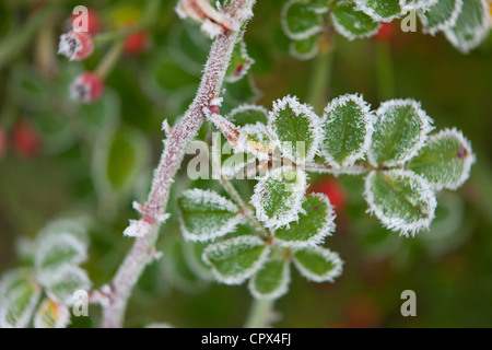 Givre sur l'églantier dans notre jardin, Somerset, England, UK Banque D'Images