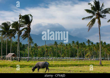 Un pâturage de Buffalo avec les rizières, palmiers et montagnes au-delà, nr Malatapay, Negros, Philippines Banque D'Images