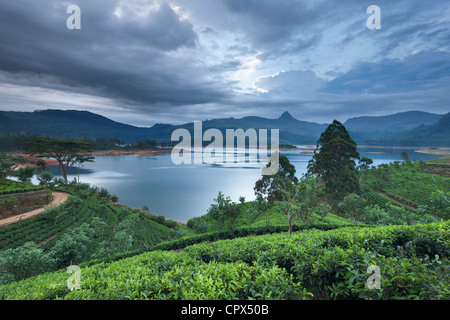 Sri Pada (Adam's Peak) d'une plantation de thé sur le lac Maskeliya, hauts plateaux du centre, Sri Lanka Banque D'Images