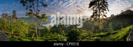 Une plantation de thé près de Hatton, hauts plateaux du centre, Sri Lanka Banque D'Images