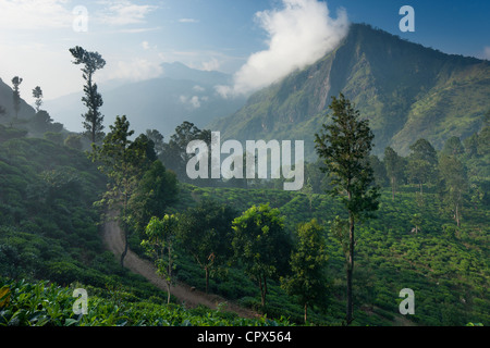 Une plantation de thé dans les hautes terres du Sud, Ella, Sri Lanka Banque D'Images