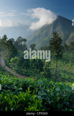 Une plantation de thé dans les hautes terres du Sud, Ella, Sri Lanka Banque D'Images