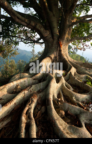 Un arbre avec des racines dans les collines au-dessus de Ella, Southern Highlands, Sri Lanka Banque D'Images
