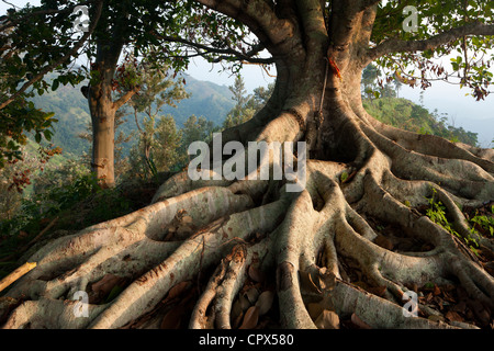 Un arbre avec des racines dans les collines au-dessus de Ella, Southern Highlands, Sri Lanka Banque D'Images