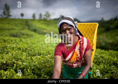 Cueilleurs de thé sur le Pedro Estate, Nuwara Eliya, Sri Lanka, Southern Highlands Banque D'Images