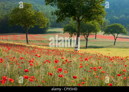 Coquelicots dans un champ, nr Norcia, Ombrie, Italie Banque D'Images