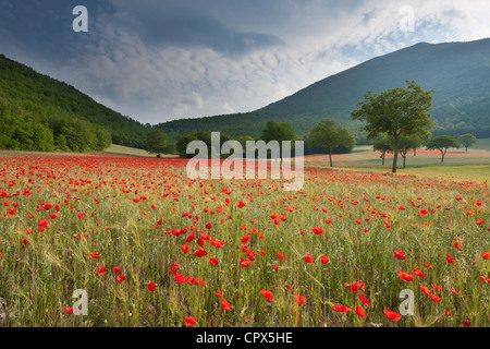 Coquelicots dans un champ, nr Norcia, Ombrie, Italie Banque D'Images