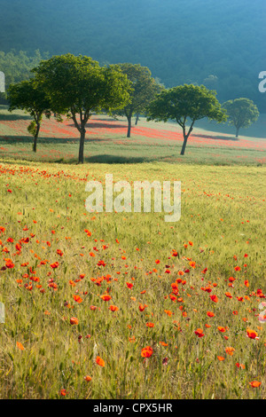 Coquelicots dans un champ, nr Norcia, Ombrie, Italie Banque D'Images