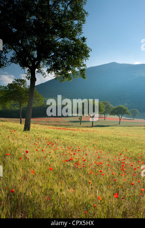 Coquelicots dans un champ, nr Norcia, Ombrie, Italie Banque D'Images