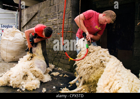 La tonte des moutons deux jeunes hommes travaillant Banque D'Images