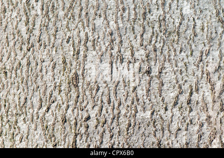 Close up de l'écorce du hêtre (Fagus sylvatica). Banque D'Images