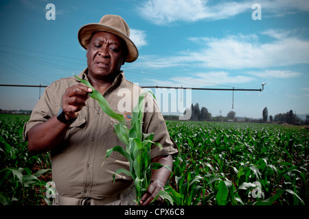 Agricultrice noir en souriant un champ cultivé avec des systèmes d'irrigation dans l'arrière-plan Banque D'Images