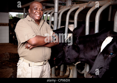 Fermier noir est dans une maison de traite, entouré de vaches Banque D'Images