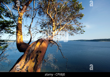 Arbousier surplombant le Puget Sound - Camano Island State Park - Camano Island, Washington, USA Banque D'Images