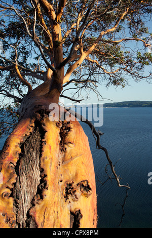 Arbousier surplombant le Puget Sound - Camano Island State Park - Camano Island, Washington, USA Banque D'Images