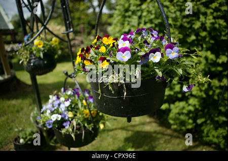 Pensées dans un pot en fonte suspendu dans un jardin. Jaune, blanc, violet. Trois pots suspendus Banque D'Images