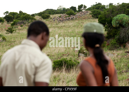 Un couple regardant un troupeau d'Eland dans une réserve de chasse Banque D'Images