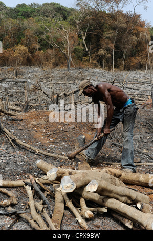 SIERRA LEONE, Kent, l'exploitation forestière illégale de forêt tropicale à l'ouest de la péninsule de la zone forêt , le bois est utilisé pour le charbon de bois et bois de chauffage Banque D'Images