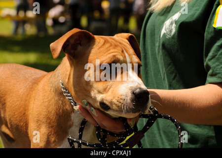 American Stafford Terrier Banque D'Images