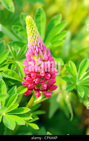 Beau floral background rose avec une fleur de lupin sur feuilles vertes luxuriantes, vives et montagneux, couleurs saturées. Banque D'Images