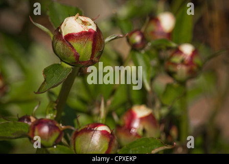 Paeonia lactiflora 'Shirley Temple' Banque D'Images