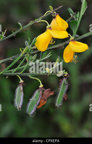 Balai commun fleurs et les coupelles de semences (Cytisus scoparius / Sarothamnus scoparius) Banque D'Images