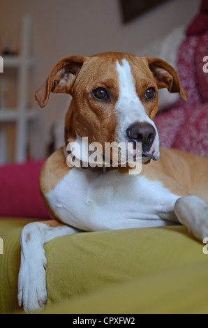 Dog laying on sofa Banque D'Images