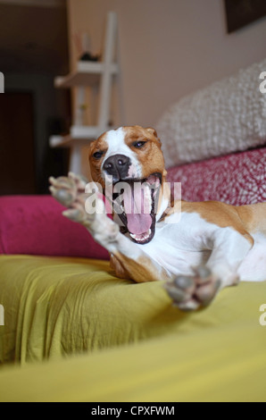 Bâillements chien tout en jetant sur canapé Banque D'Images