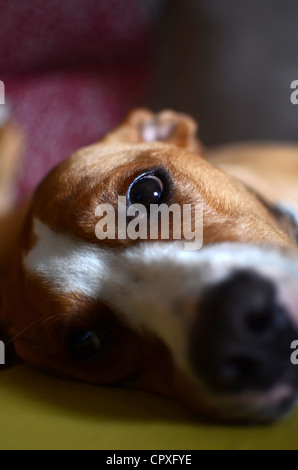 Dog laying on sofa Banque D'Images