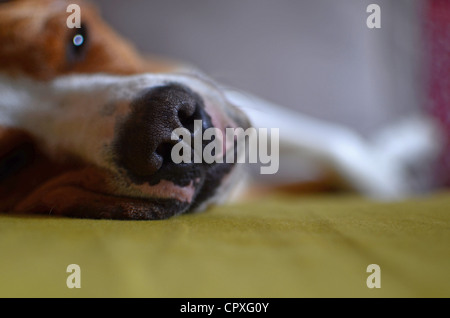 Dog laying on sofa Banque D'Images