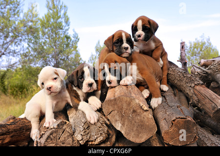 Cinq chiots de race boxer sur le bois Banque D'Images