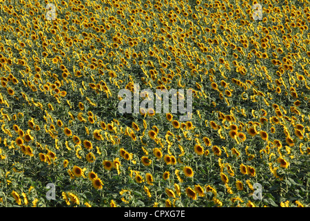 Vue aérienne d'un champ de tournesol Banque D'Images