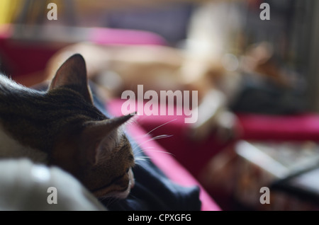 Chat et chien couchage sur canapé Banque D'Images